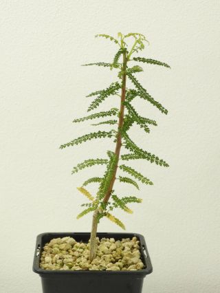 Boswellia socotrana Green Form - Socotra - Seedling - Caudex - Rare - Succulent 3