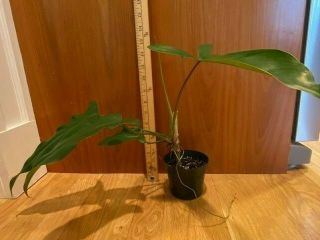 Rare Philodendron 69686 Potted And Ready To Ship