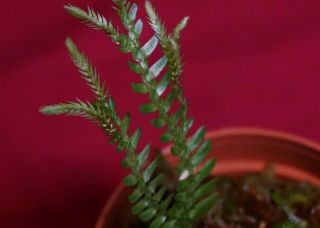 Selaginella Species Sertata Aff Rare Fern Staghorn Epiphyte Elaphoglossum Moss