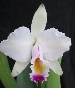 Rare Cattleya Orchids - C Quadricolor 