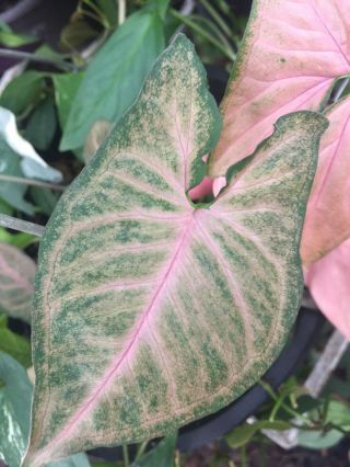 Rare Unknown Syngonium Podophyllum Variegated Plant Cutting