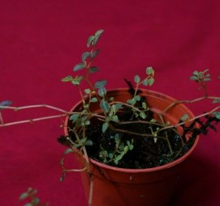Peperomia Species " Micro " Rare Terrarium Plant 2 " Pot Piper