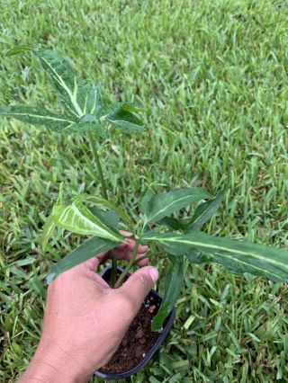 Syngonium Rare - Arrowhead Plant.  4” Pot
