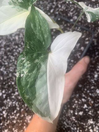 Rare White Syngonium Podophyllum Albo - Variegatum " Marble " Arrowhead Plant