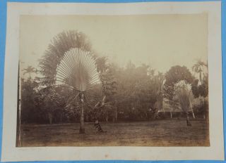 Antique Photograph - Malaysia Penang ? " Travellers Friend Palm "