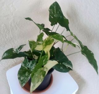 Lg Rare Variegated White Syngonium Podophyllum Albo; 2 Plants In 6 " Pot