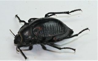 Tenebrionidae,  Nyctelia Peñai (very Rare Patagonic Species)
