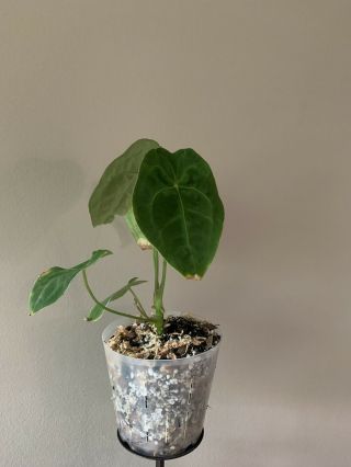 Anthurium Forgetii Rare Velvet Aroid Plant 2