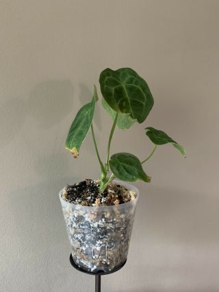 Anthurium Forgetii Rare Velvet Aroid Plant 3