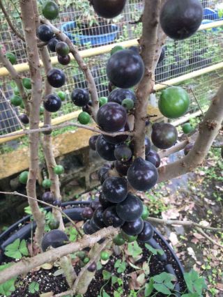 30 Seeds Of Rare (plinia Sp. ) " Grimal Jaboticaba " Large Fruits Delicious Flavor