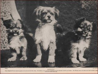 Tibetan Spaniel Dogs Bred & Owned By Mrs.  Greig,  Vintage Print,  1935