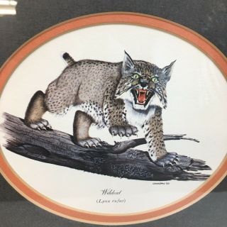 Vtg 1969 Gene Gray Wildlife Art Print Wildcat Bobcat Lynx Rufus Frame