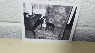 Boston Terrier Vtg Antique Dog Bulldog Photo 1969 Living Room