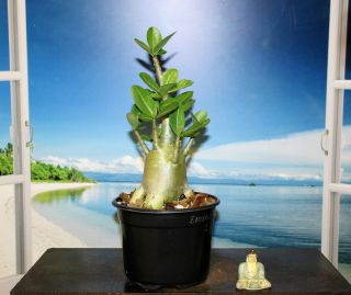 Adenium Plant Desert Rose Arabicum Rare Emerald Tank 2 For Bonsai