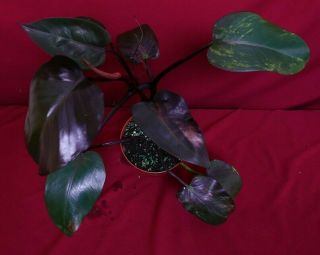 Philodendron Reverted Pink Princess Large Rare Aroid Plant Anthurium Monstera