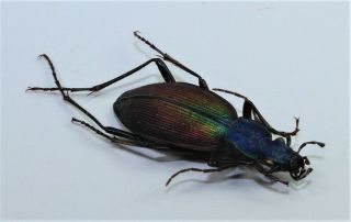 Carabidae,  Ceroglossus Buquetti Argentinensis (very Rare)