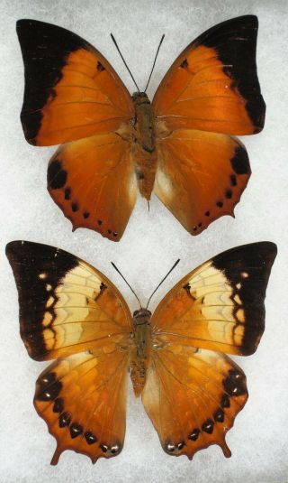 Insect/butterfly/ Charaxes Ssp.  - Pair 3 " Rare