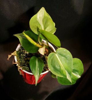 Rare - Variegated Philodendron Hederaceum 