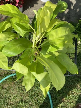 Rare Philodendron Thai Sunrise Rooted Variegated - Full Plant 6 Inch