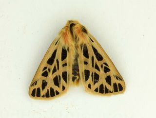 Chelis Dahurica Rare Arctiidae Moth From South Ural,  Russia,  Papered