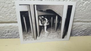 Boston Terrier Vtg Antique Dog Bulldog Photo Caged Suzy 1966
