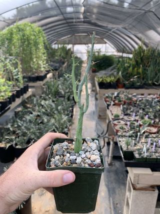 Adenia Ballyi Seedgrown 3.  5” Pot - Rare Caudex Plant Not Glauca Globosa