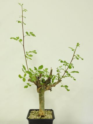 Commiphora Gileadensis - Oman - Import - Caudex - Rare - Succulent