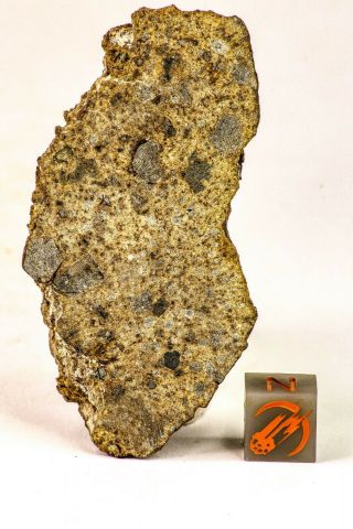 09250 - Rare Nwa Unclassified Chondrite Type L4 Brecciated 58g Huge Slice Crusted