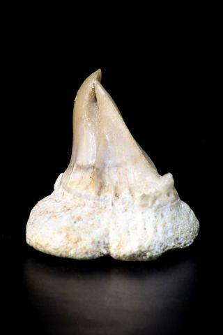M122 - Rare Pathologically Deformed Symphyseal 0.  87 Inch Otodus Shark Tooth