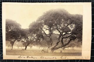 Rare Western Albumen Photograph Grove Of Live Oak Trees Alameda California 1887
