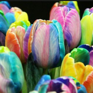Fragrant Rare Rainbow Flower Tulip Bulbs Perennial Resistant Impressive Bonsai