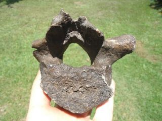 Rare Dugong Vertebra Florida Fossils Back Bones Tooth Teeth Jaw Skull Manatee Fl