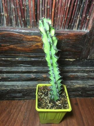 Euphorbia Rare Succulent Plant No Cactus