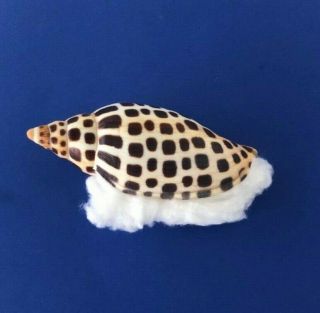 Scaphella Junonia 89mm Volute Voluta Rare Florida Seashell Sanibel Island Shell