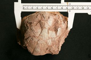 Timelesstfc - Rare Egg Fossil Cretaceous Authentic