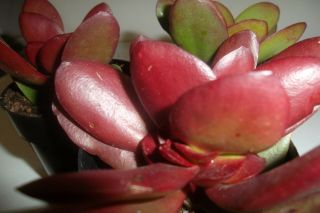 Rare - Red - Jade Plant - Red/burgundy Crassula Platyphylla,  Rooted Plant 3 " Long