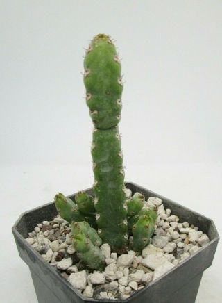 Euphorbia Debilispina Rare Succulent Plant Not Cactus