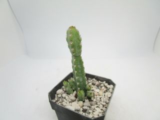 Euphorbia debilispina rare succulent plant not cactus 2