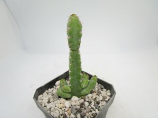 Euphorbia debilispina rare succulent plant not cactus 3
