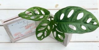 Rare Monkey Mask Monstera Adansonii Plant Cuttings Picture Frame 4 