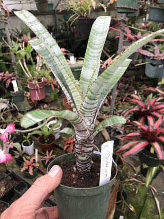 Bromeliad Nidularium Rosa Rare Hybrid Tropical Plant 014