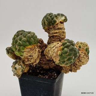 Rare Cintia Knizei Grafted Very Old Pot 10 Cm Mama Cactus