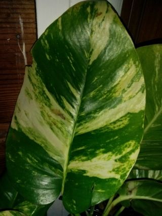 Rare Variegated Golden Pothos Fresh ( (leave & Node Cutting))  Great Air Purifier