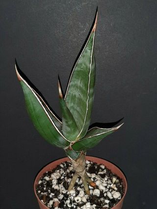 Sansevieria Pinguicula Rare Exotic Succulent
