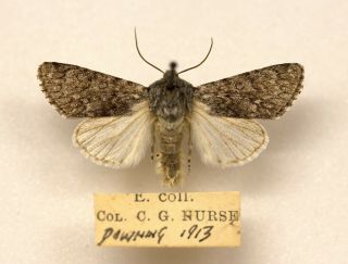 A Sweet Gale Moth A Very Rare Specimen From Downing 1913,  Ex C.  G.  Nurse Collectio
