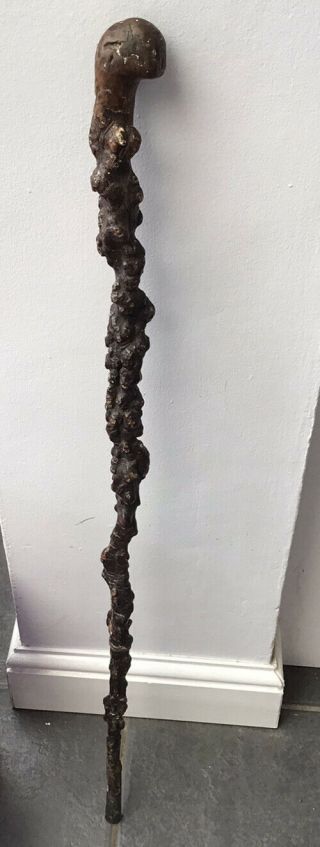 Antique Knobbly Irish Blackthorn Walking Stick Shillelagh Cane 34 "