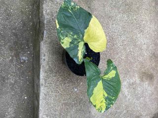 Syngonium Yellow Variegata | Variegated Rooted Plant | Rare Aroid