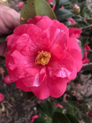 Chansonette Dwarf Weeping Camellia Sasanqua Rare Pint Plant