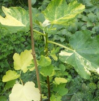 Very Rare Fig Tree " Jolly Tiger " - Starter Pl.  Grown From Not Variegated Cuttings