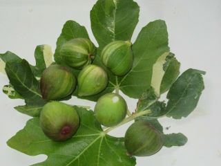Very rare Fig tree 
